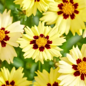 Coreopsis Solar Moon (Mädchenaugen)