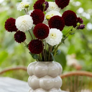 Dahliaknollen bestellen - Dahlia Classic Contrast Kollektion