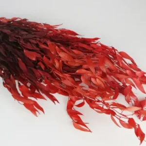 Ruskus Italian konserviert - 1 Bund - Cherry Rot