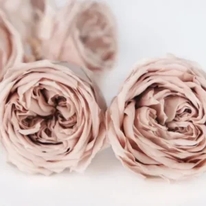 Englische Rosen konserviert Temari Earth Matters - 8 Köpfe - Champagne pink 131 - Si-nature