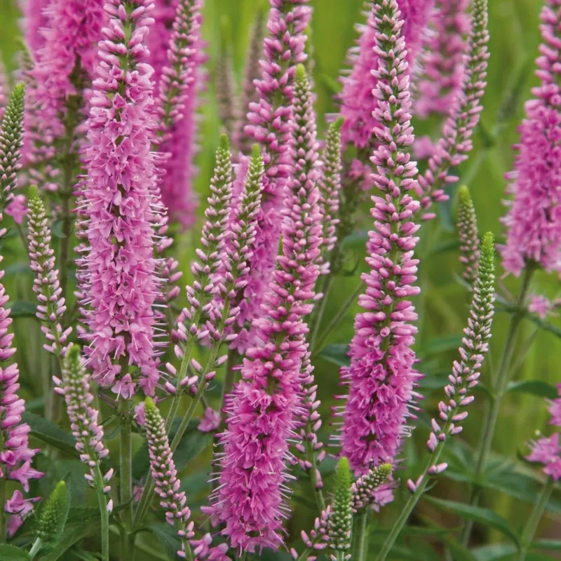 Ehrenpreis, Veronica 'Heidekind'