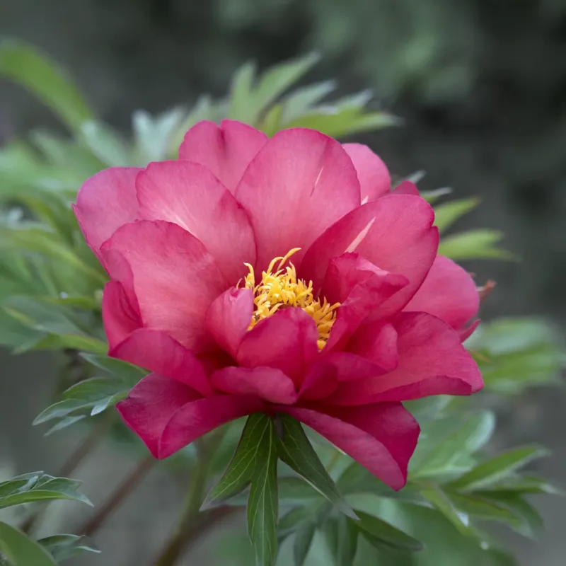 Pfingstrose 'Julia Rose'