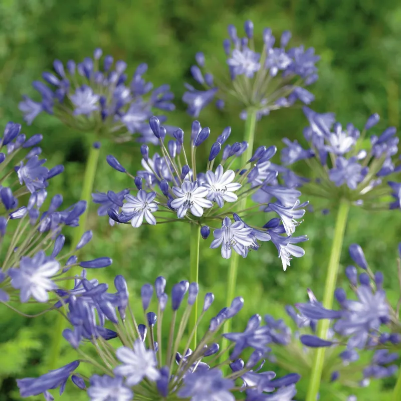 Schmucklilie 'Pacific Ocean'
